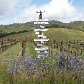 roadsign post in a vineyard