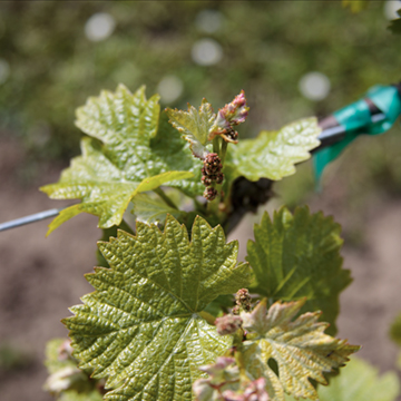 new grapevine leaves