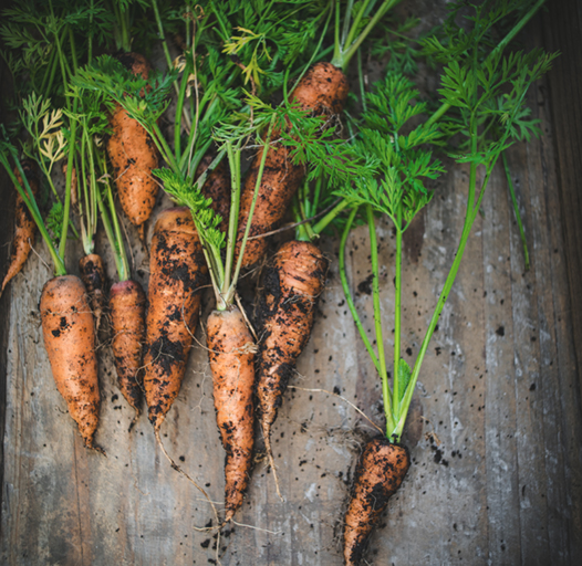 carrots with dirt